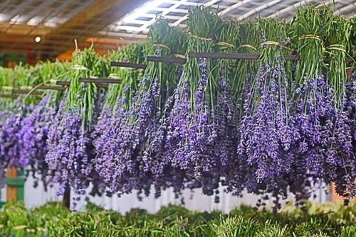 Fresh bunches of lavender hanging