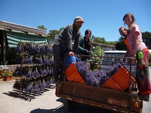 Lavender Pickers